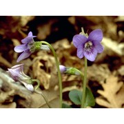 viola riviniana rchb.