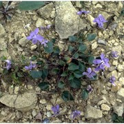 viola riviniana rchb.