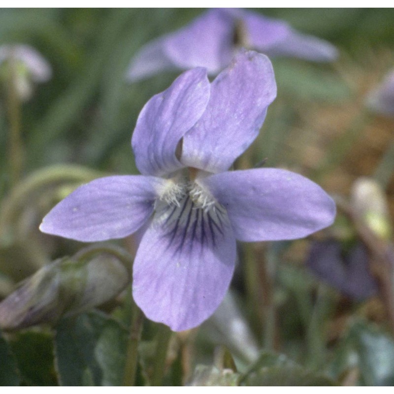 viola riviniana rchb.