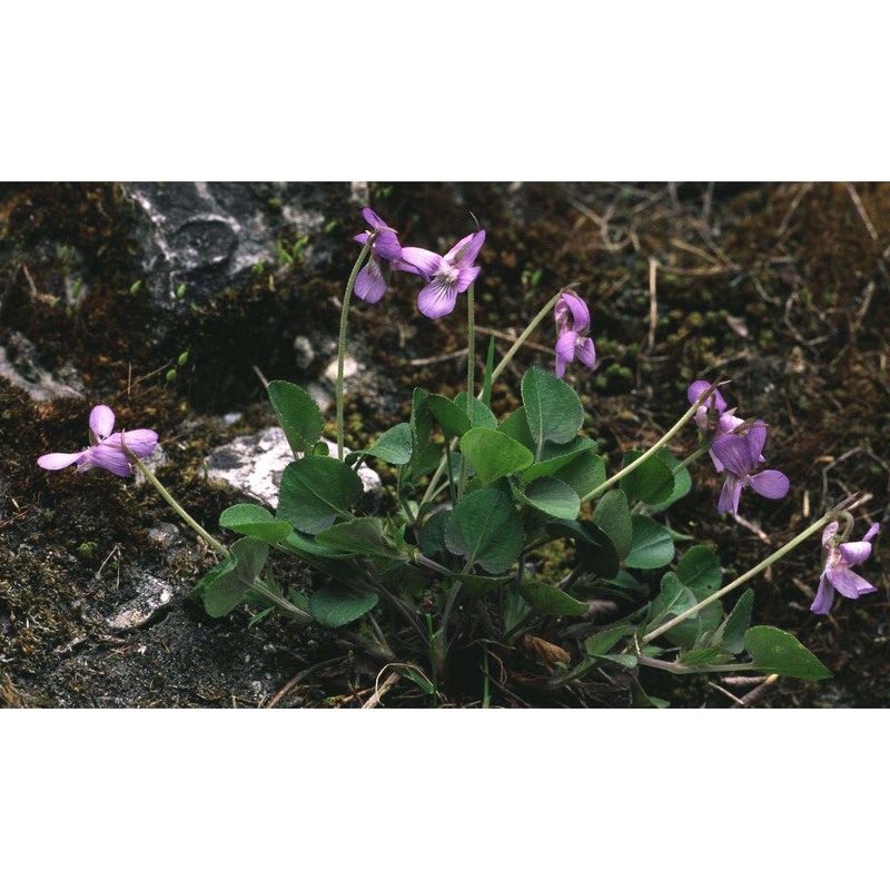 viola rupestris f. w. schmidt