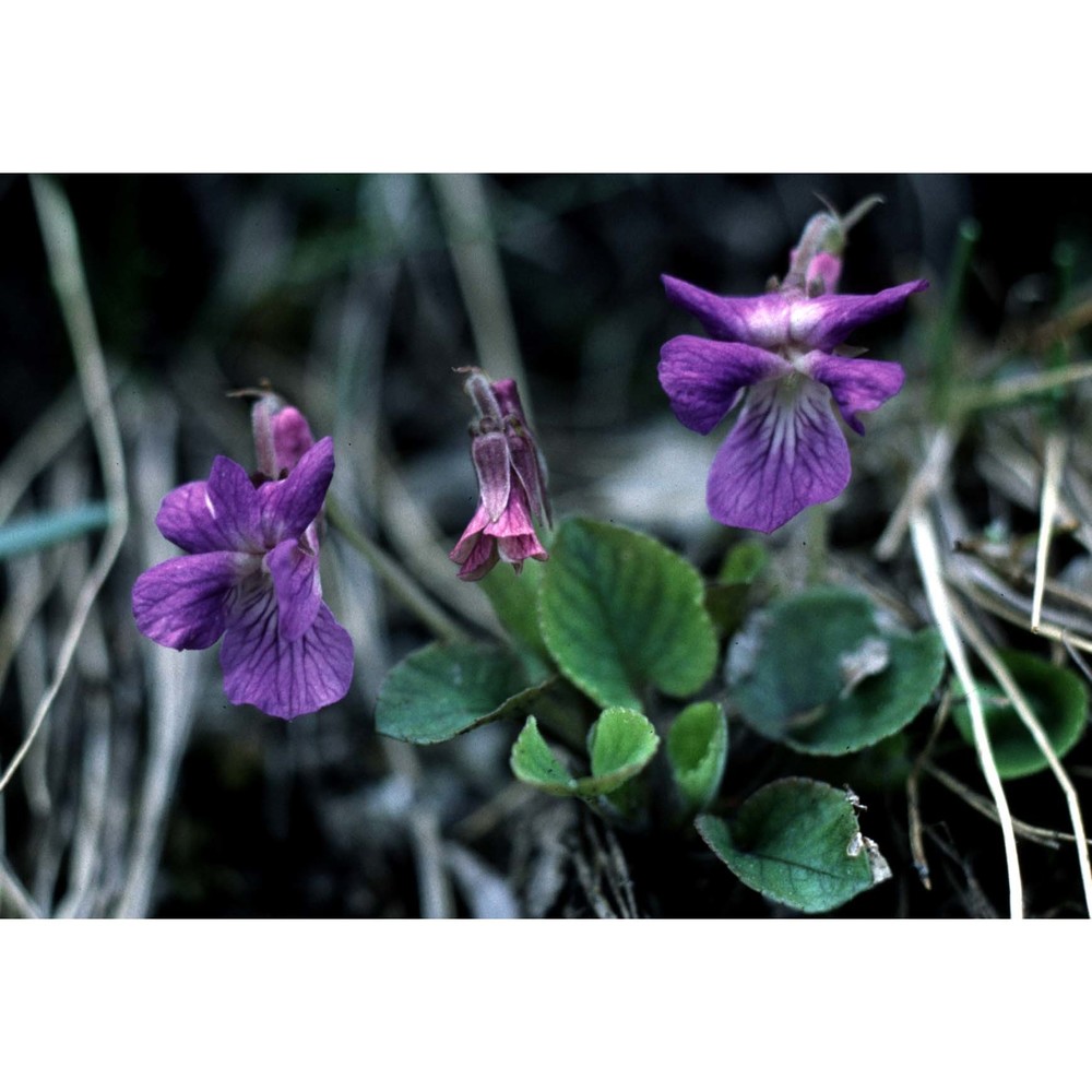 viola rupestris f. w. schmidt