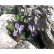 viola rupestris f. w. schmidt