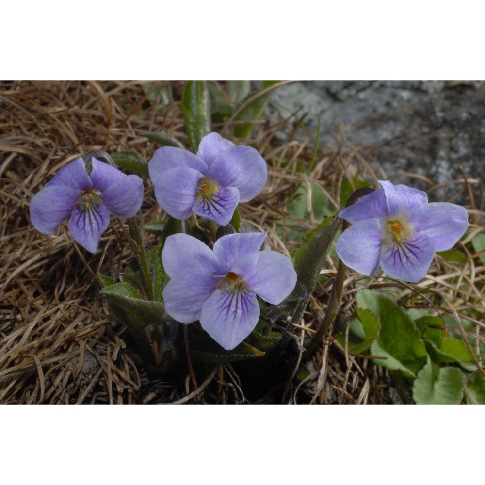 viola thomasiana songeon et e. p. perrier