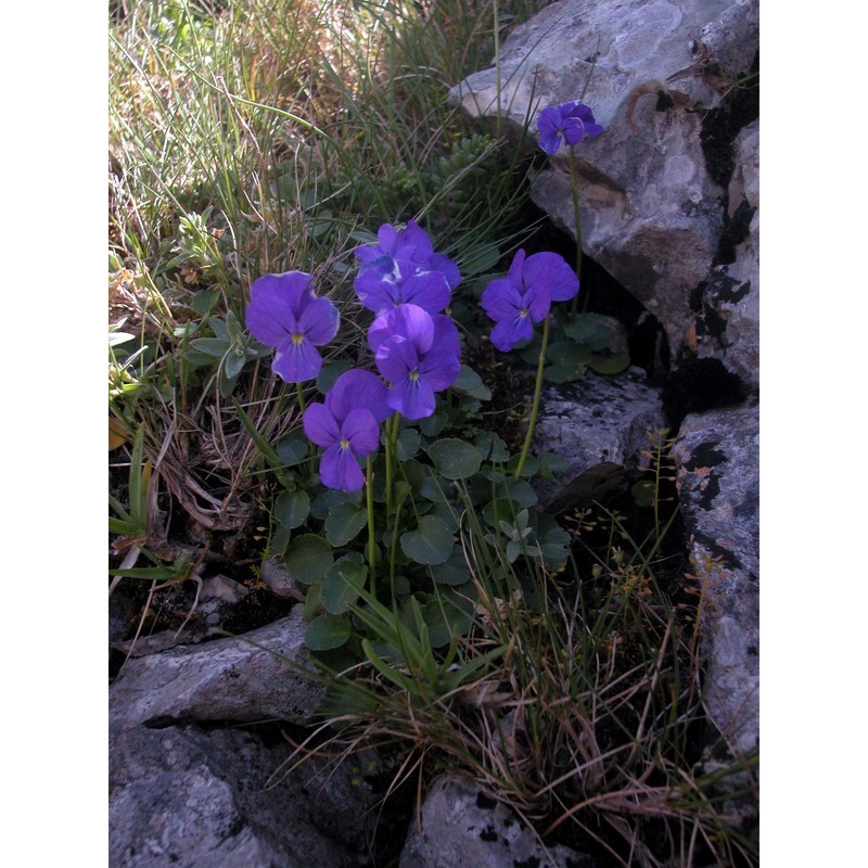 viola tineorum erben et raimondo