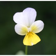 viola tricolor l.