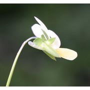 viola tricolor l.