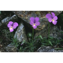 viola valderia all.