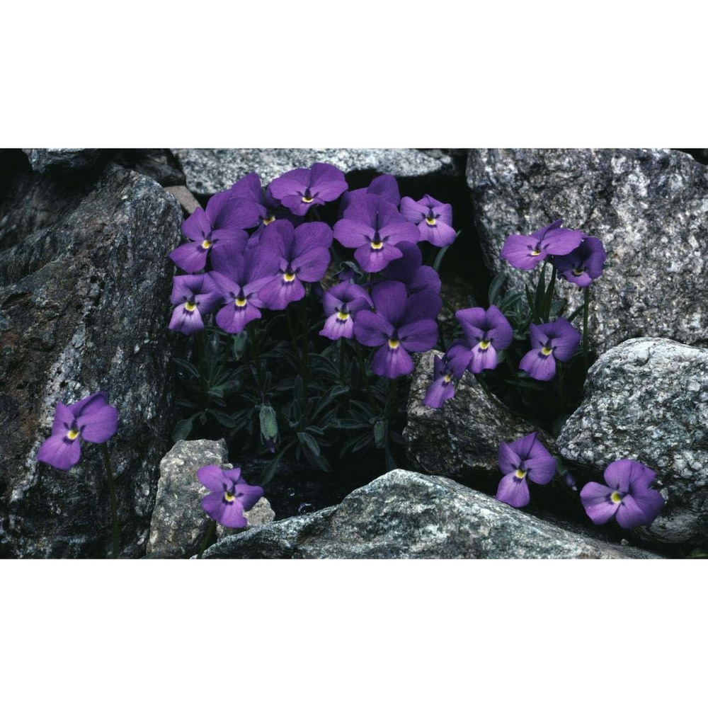 viola valderia all.