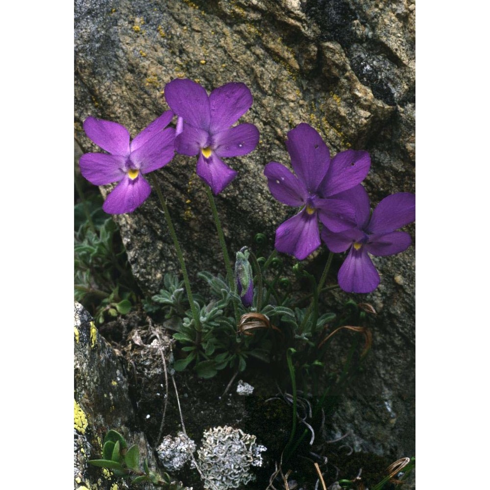 viola valderia all.