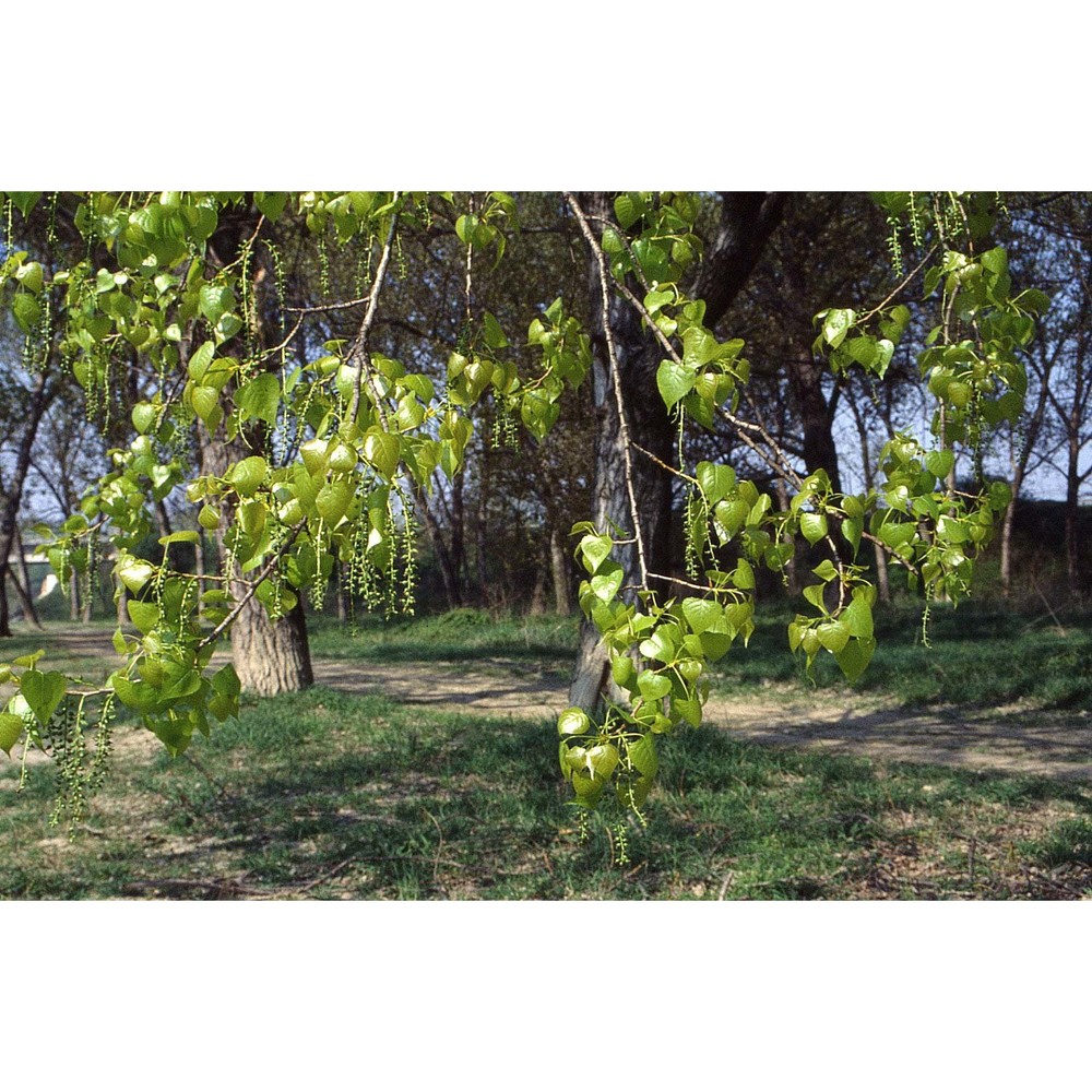 populus canadensis moench