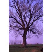 populus canadensis moench