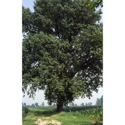 populus canadensis moench