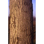 populus canadensis moench