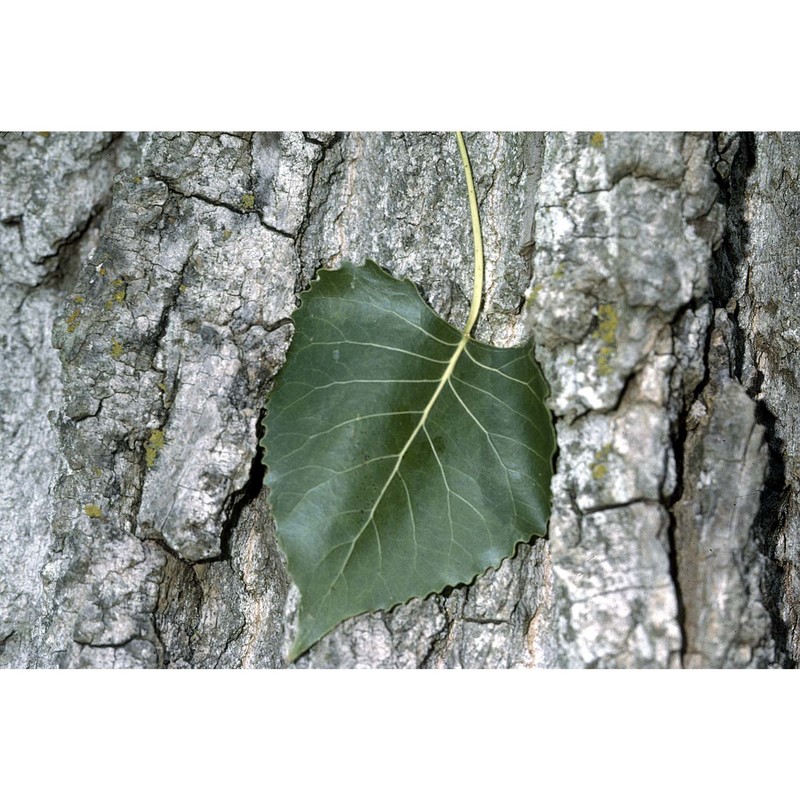 populus deltoides marshall