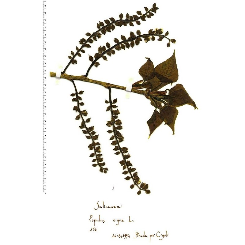 populus nigra l.