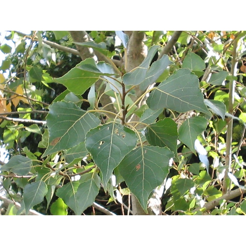 populus nigra l.