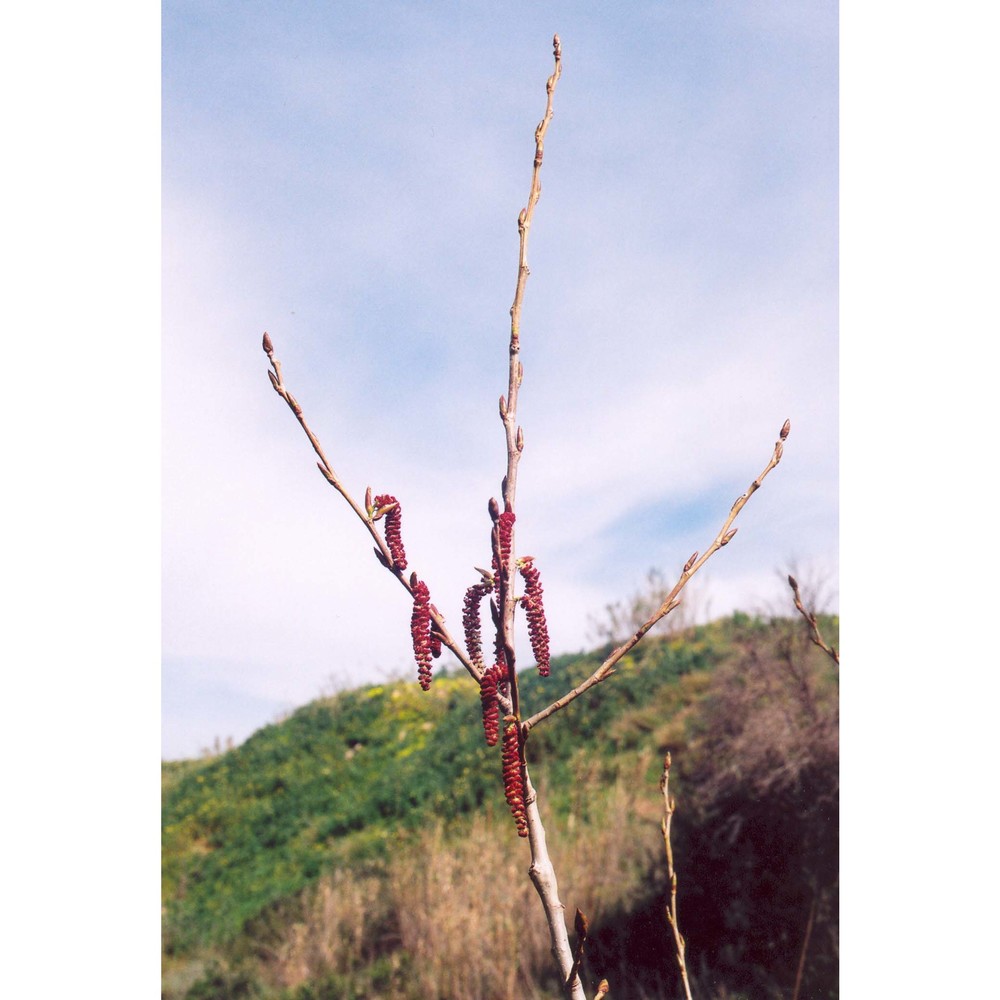 populus nigra l.