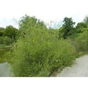 salix amplexicaulis bory et chaub.