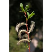 salix amplexicaulis bory et chaub.