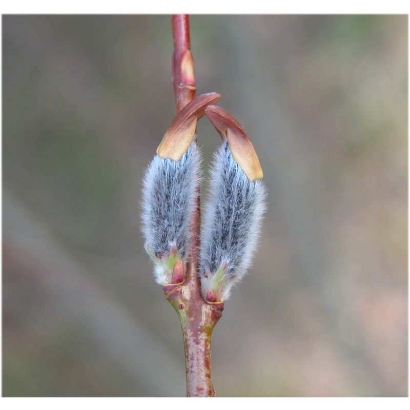 salix amplexicaulis bory et chaub.