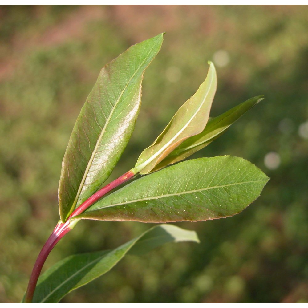 salix amplexicaulis bory et chaub.