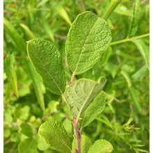 salix aurita l.