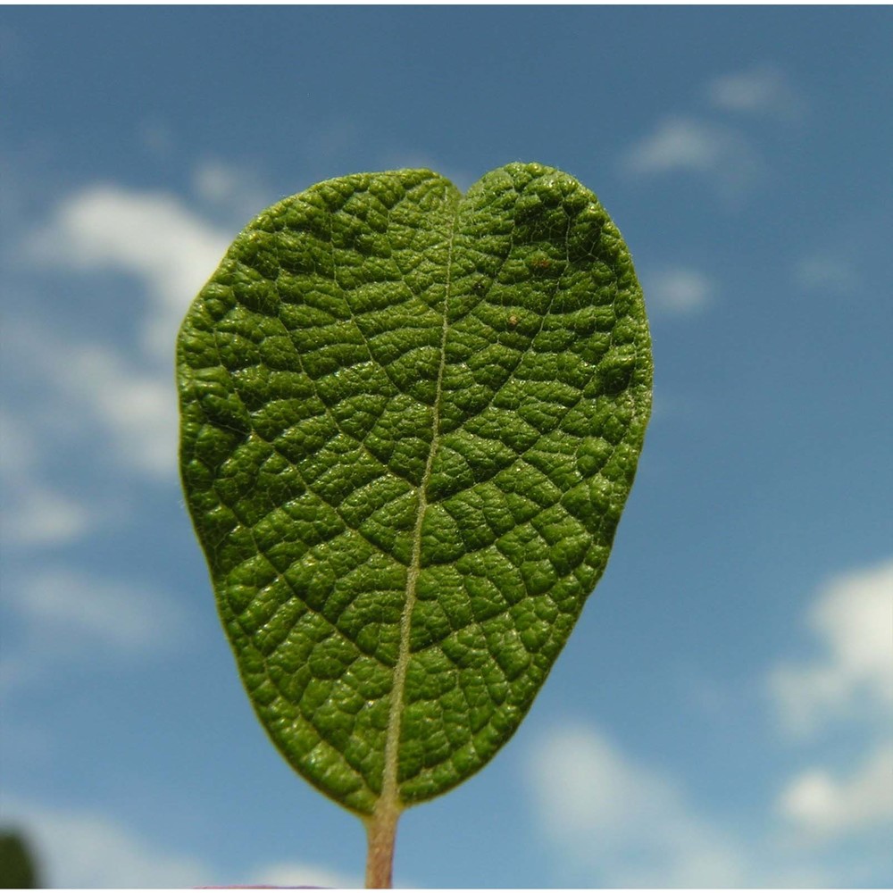 salix aurita l.