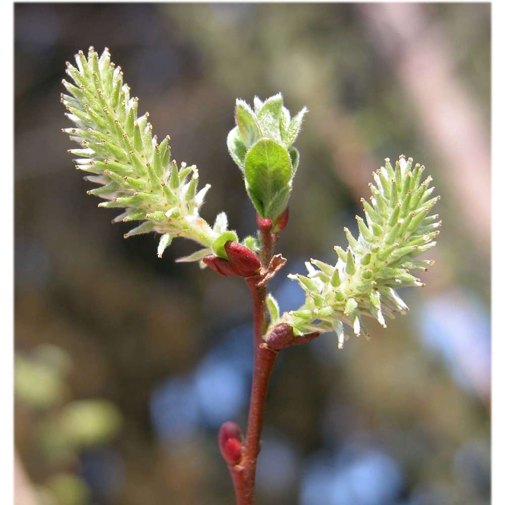 salix aurita l.