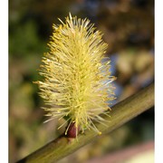 salix aurita l.