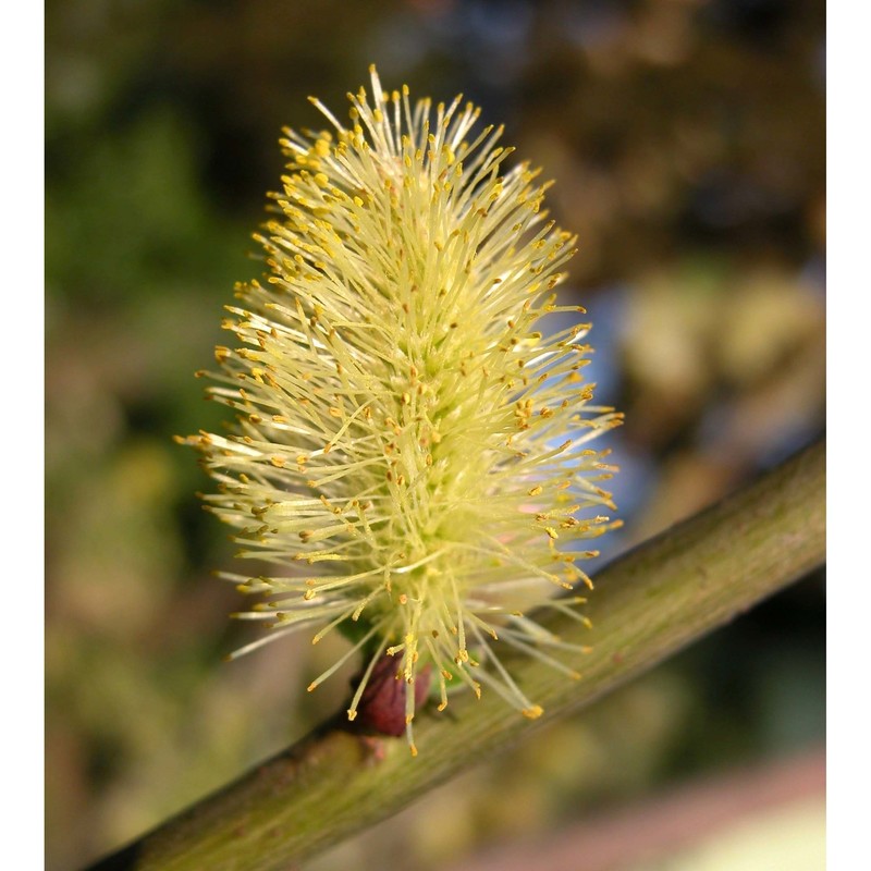 salix aurita l.