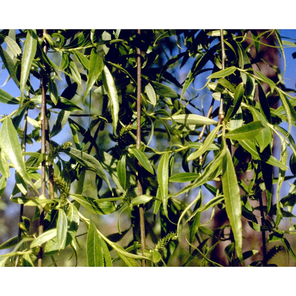 salix babylonica l.