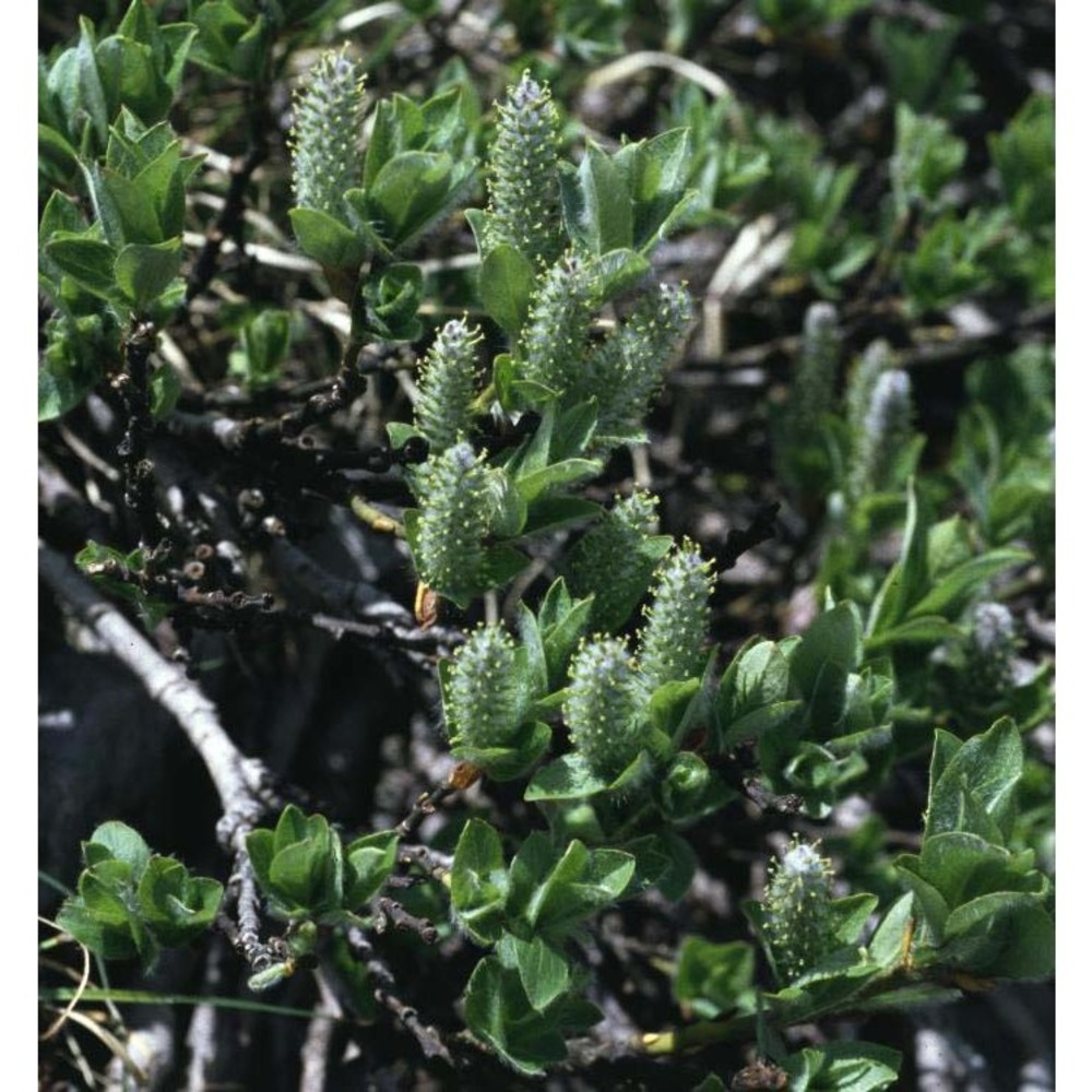 salix breviserrata flod.