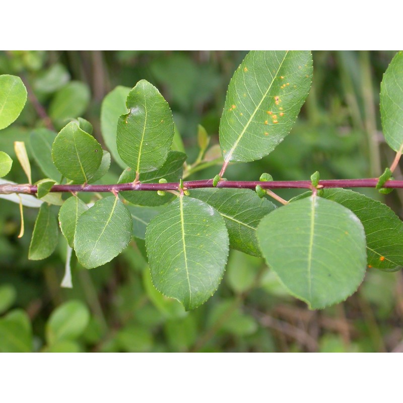 salix brutia brullo et spamp.