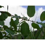 salix brutia brullo et spamp.