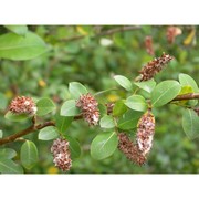 salix brutia brullo et spamp.