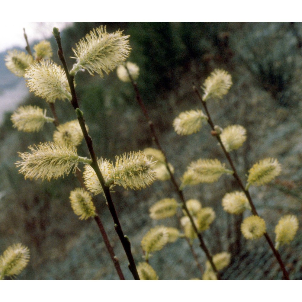 salix caprea l.