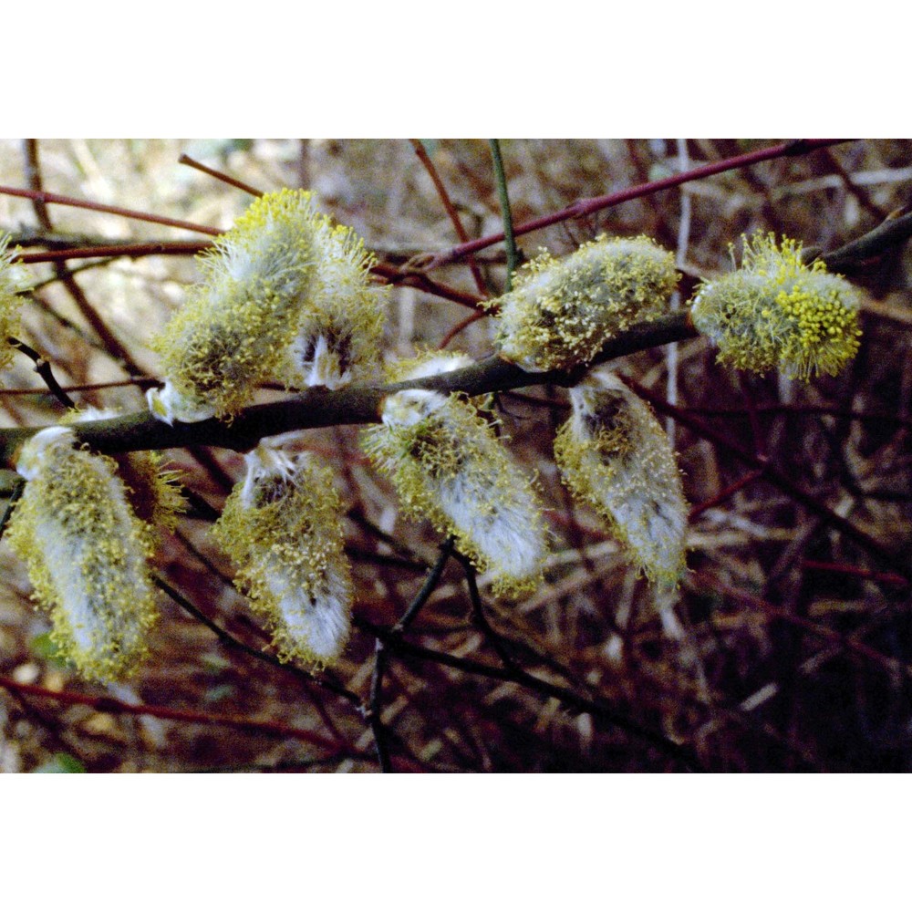 salix caprea l.