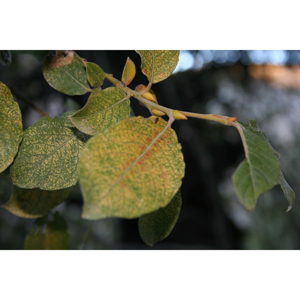 salix cinerea l.