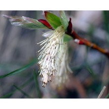 salix crataegifolia bertol.