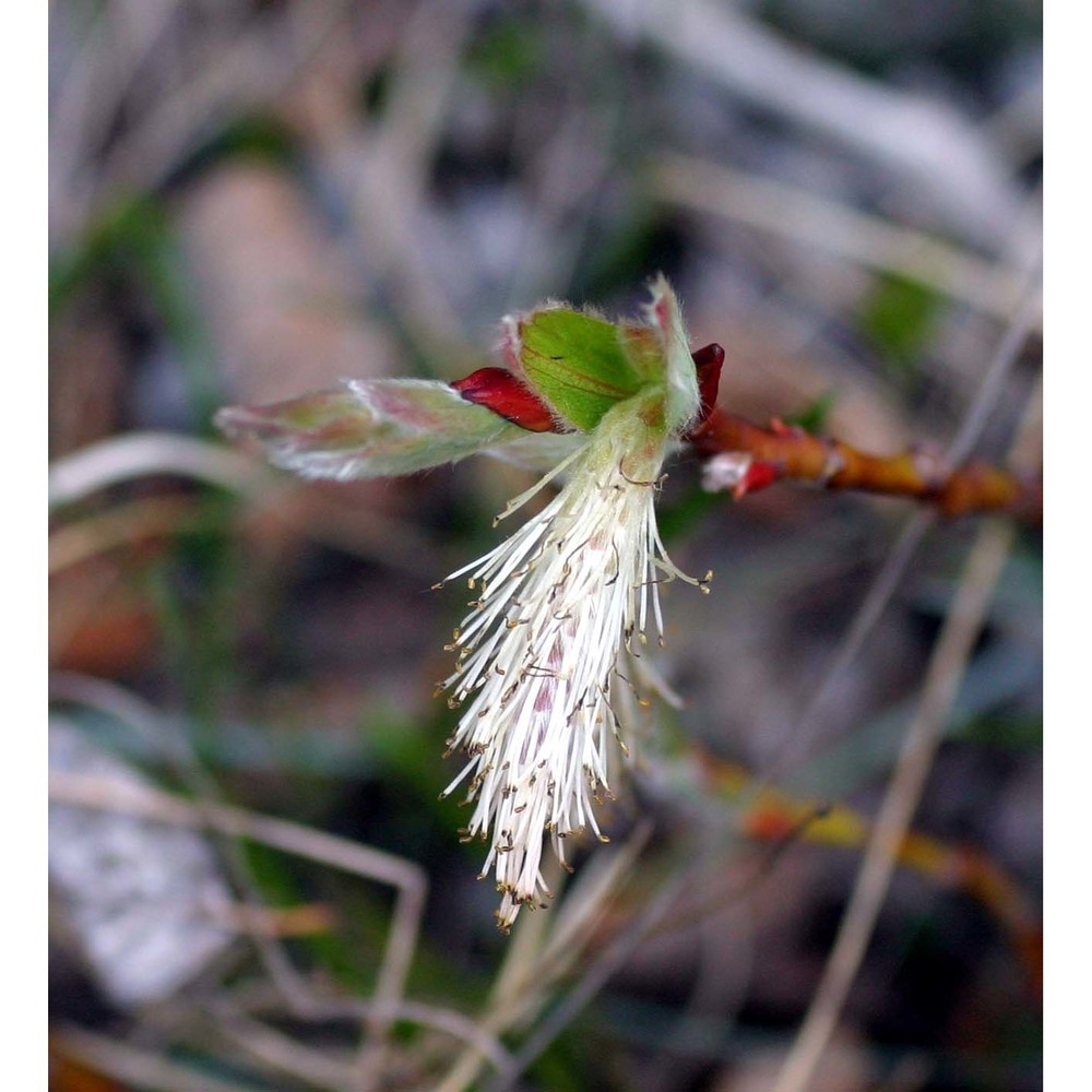 salix crataegifolia bertol.