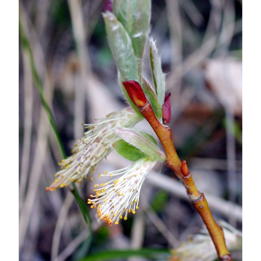 salix crataegifolia bertol.