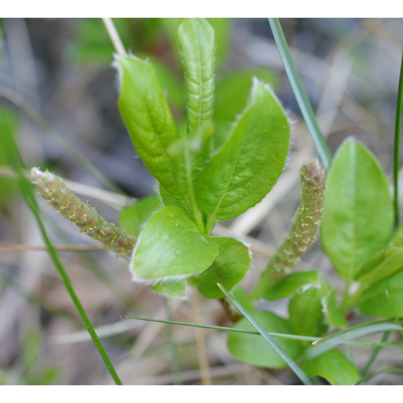 salix crataegifolia bertol.