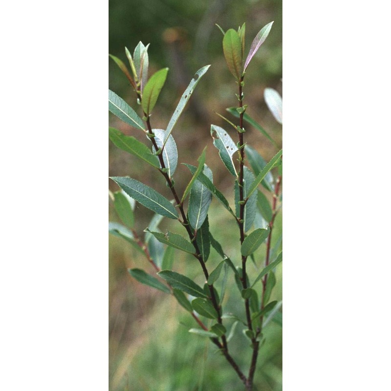 salix daphnoides vill.