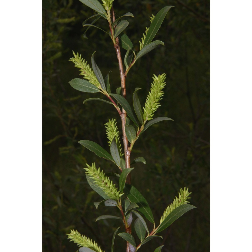 salix daphnoides vill.