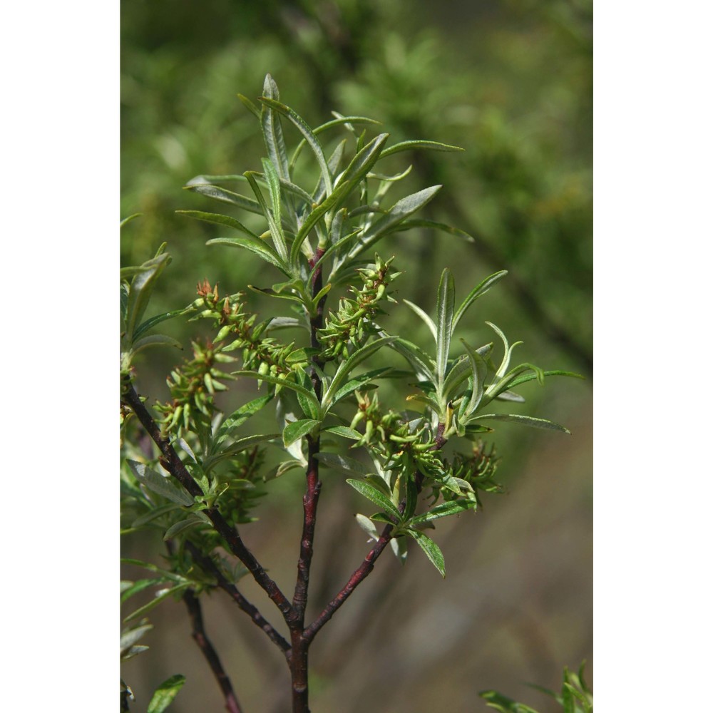 salix eleagnos scop.