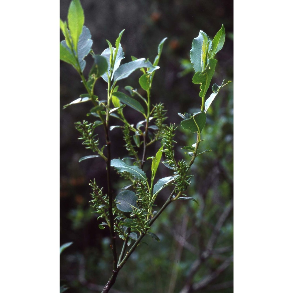 salix glabra scop.