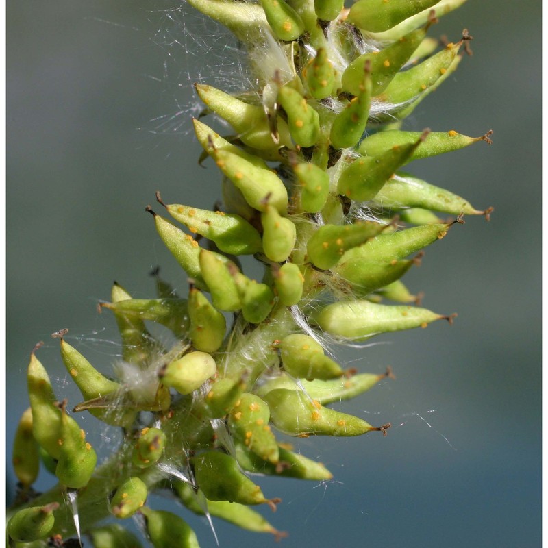 salix glabra scop.