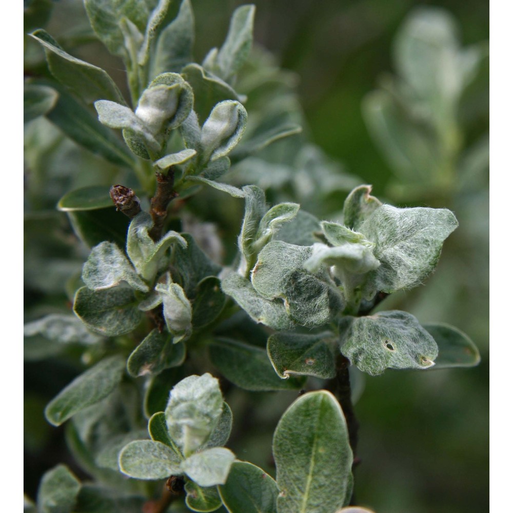 salix glaucosericea flod.