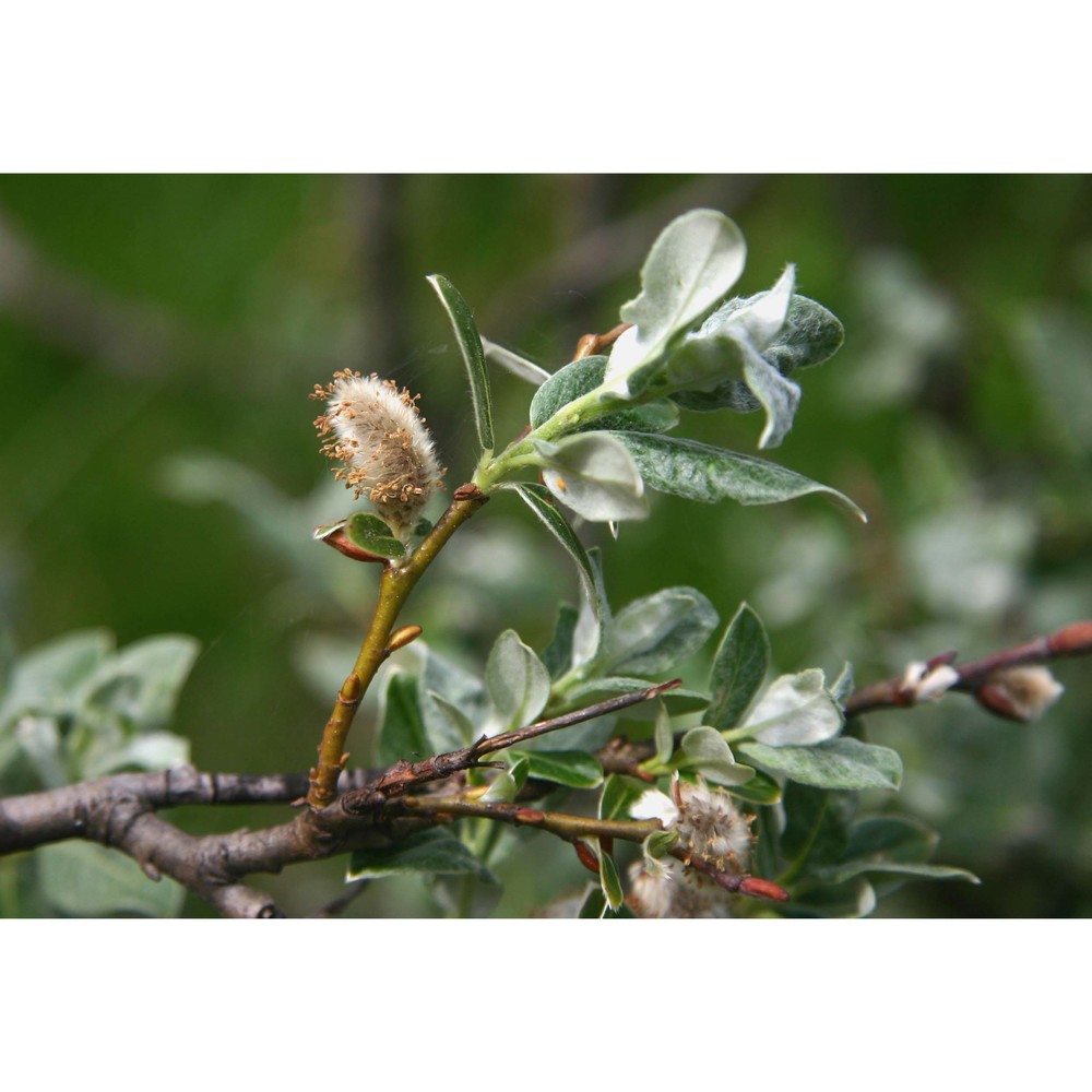 salix glaucosericea flod.