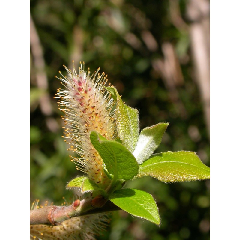 salix gussonei brullo et spamp.